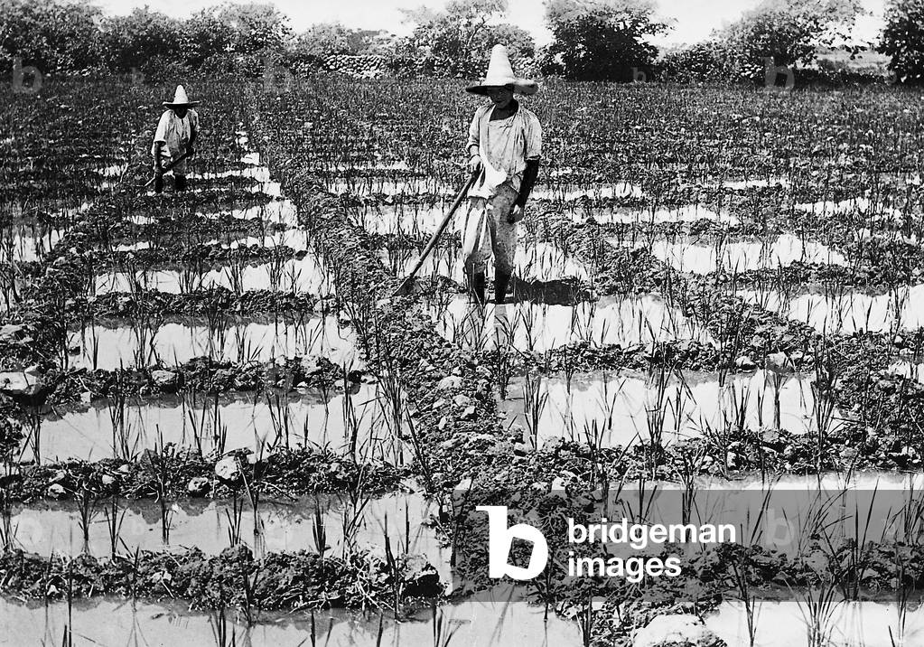 Rice farmers on the rice fields (b/w photo)