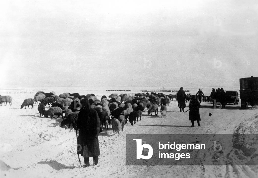 German troops evacuate cattle, 1943 (b/w photo)