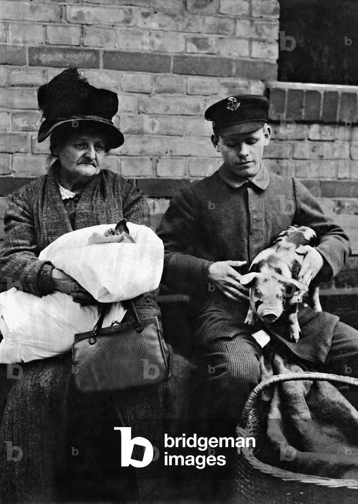 Piglet at the vet, 1926 (b/w photo)