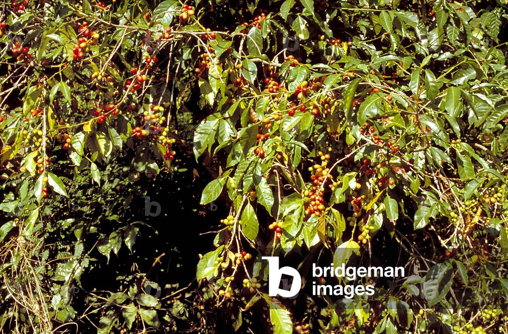 A wild coffee bush with fruit in Ethiopia, the original home of coffee, 1994 (photo)
