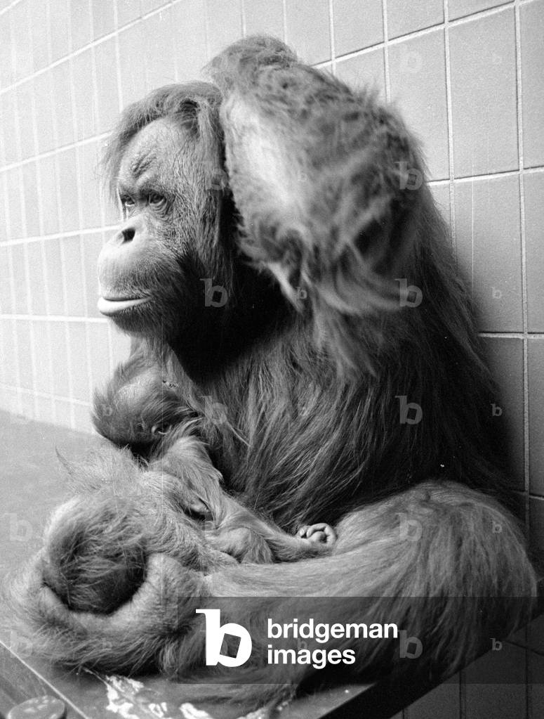 Orangutan, 1974 (b/w photo)