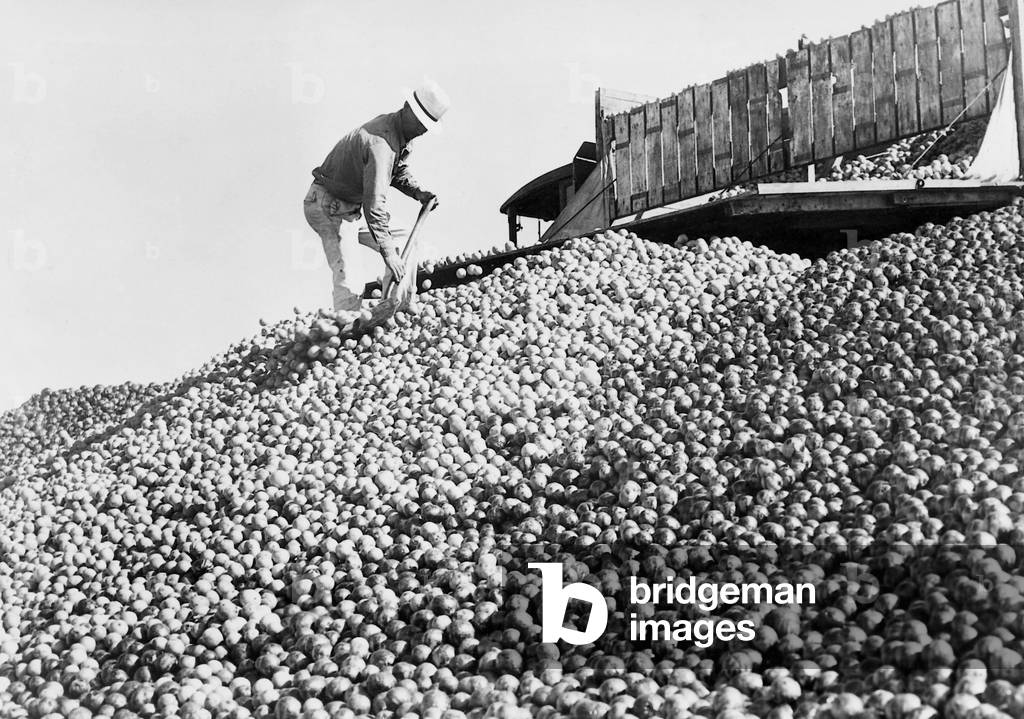 Food destruction during the Great Depression, 1938 (b/w photo)