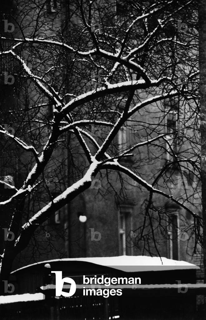 Snowy tree, 1958 (b/w photo)