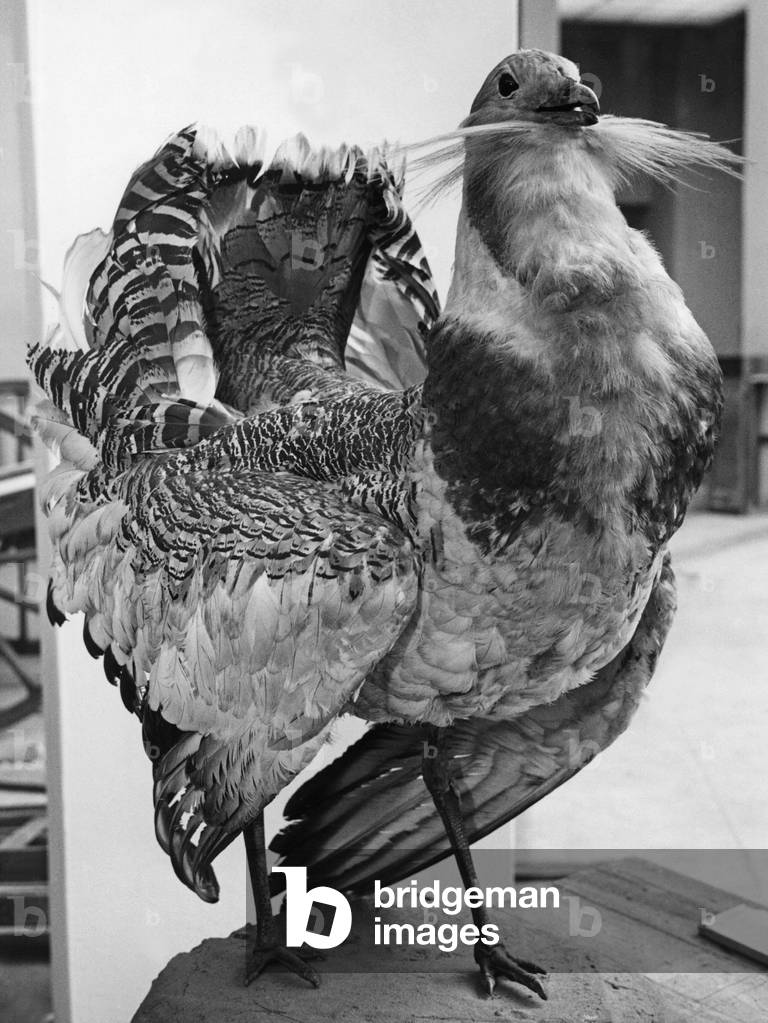 Great bustard, 1937 (b/w photo)