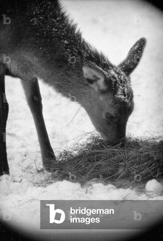 Feeding of wild animals at Berchtesgaden, 1952 (b/w photo)
