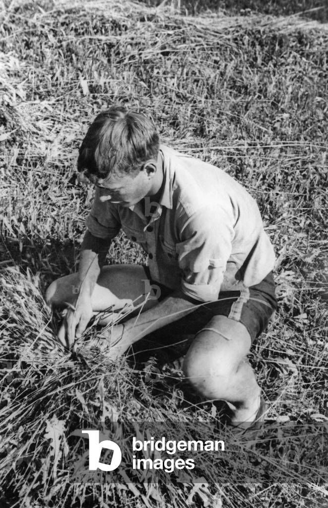 Member of the Deutsche Freischar doing field work, 1932