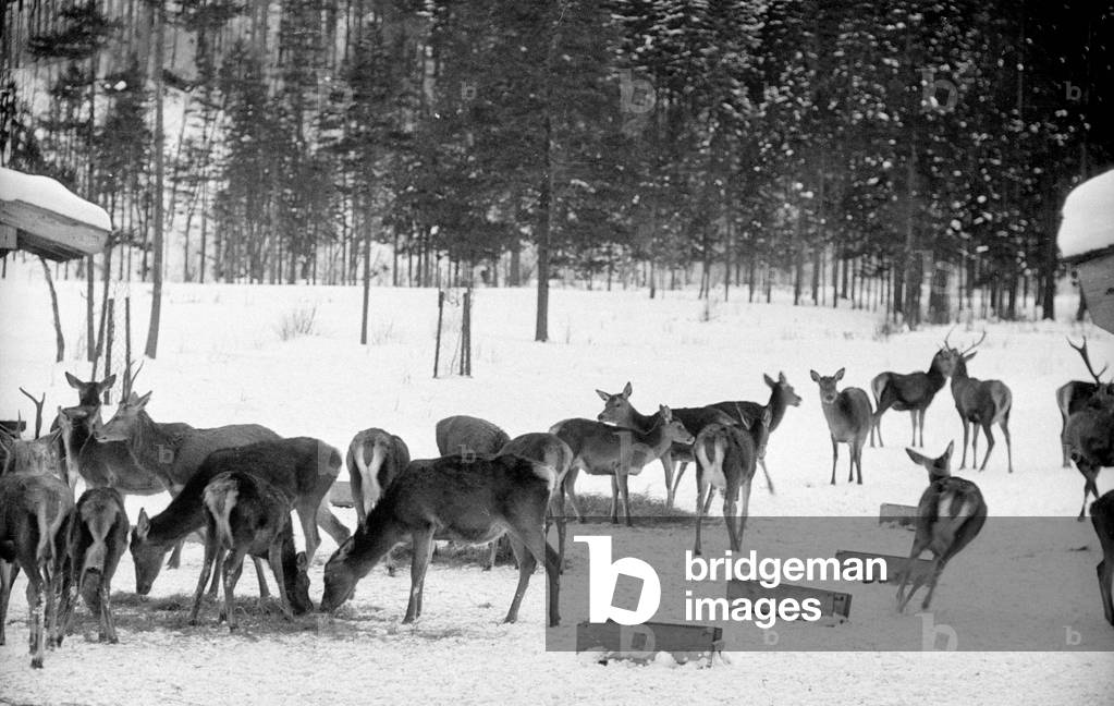 Feeding of wild animals at Berchtesgaden, 1952 (b/w photo)