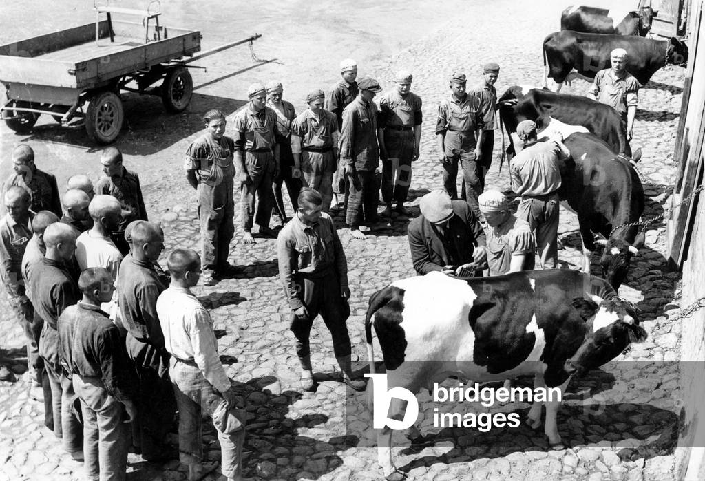 Eastern European agricultural workers are taught on a farm, 1942 (b/w photo)