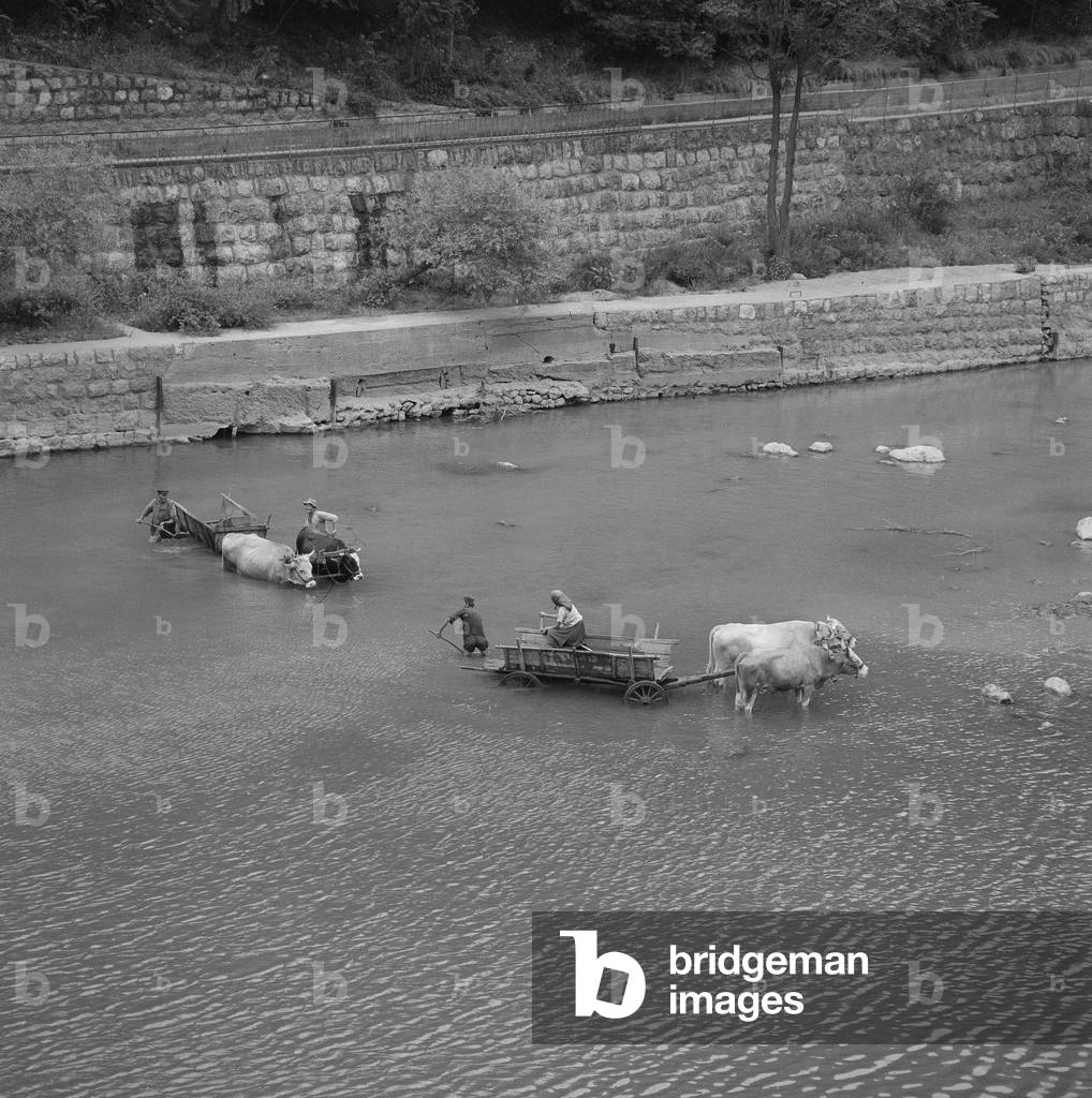 Oxcarts near Belgrade, 1960s (b/w photo)