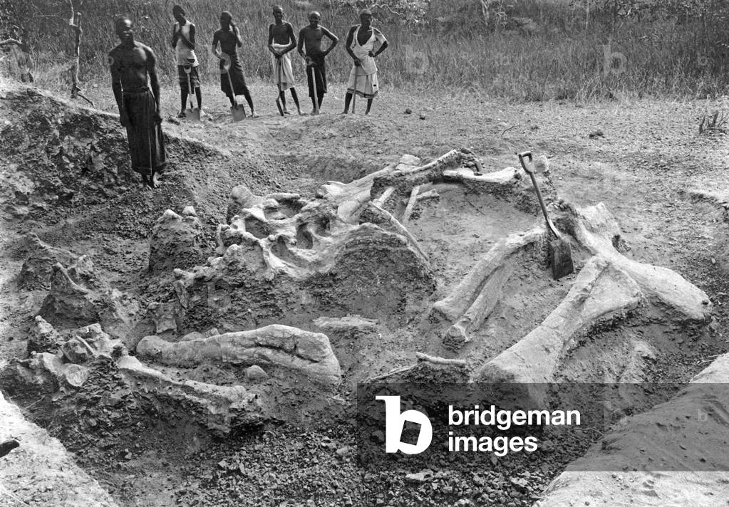 Workers find dinosaur skeleton, 1908