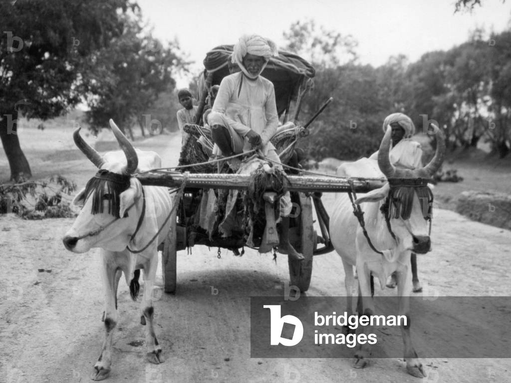 Oxcart in India, 1935 (b/w photo)