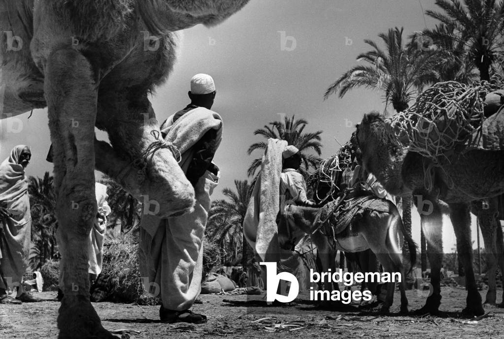 Men with camels in Egypt (b/w photo)