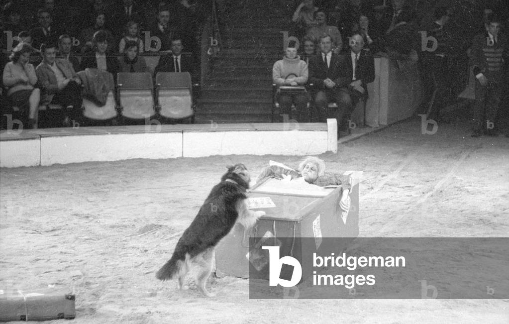 Clown with dog in Circus Krone, 1966 (b/w photo)