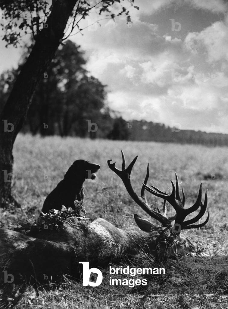 Search, 1936 (b/w photo)