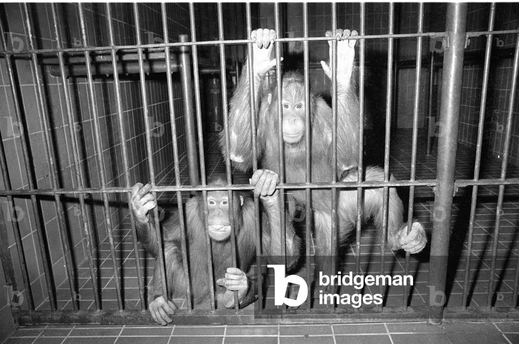 Orangutan, 1974 (b/w photo)