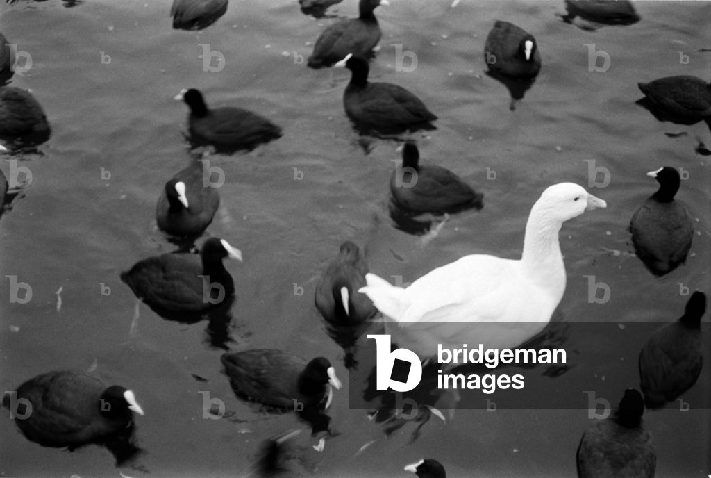 Coots with white swans on the Landwehr Canal, Berlin, photo 1993, 1993 (photo)