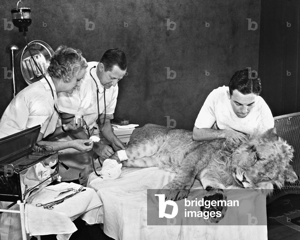 Blood transfusion to a lion, 1935 (b/w photo)