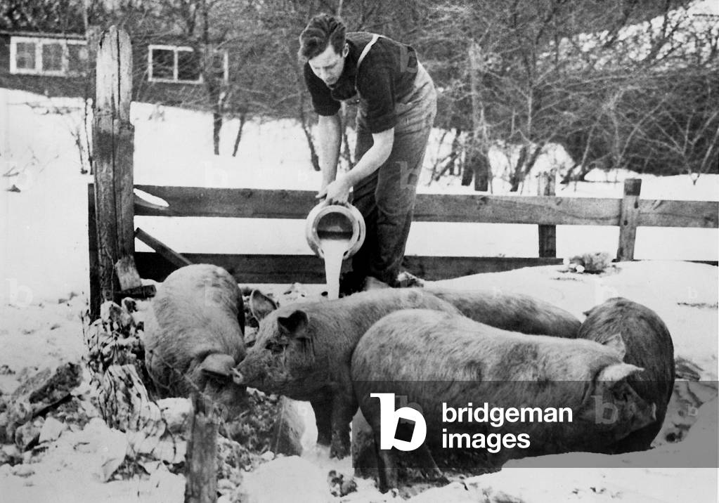 Farmer feeds his pigs with milk, 1933 (b/w photo)