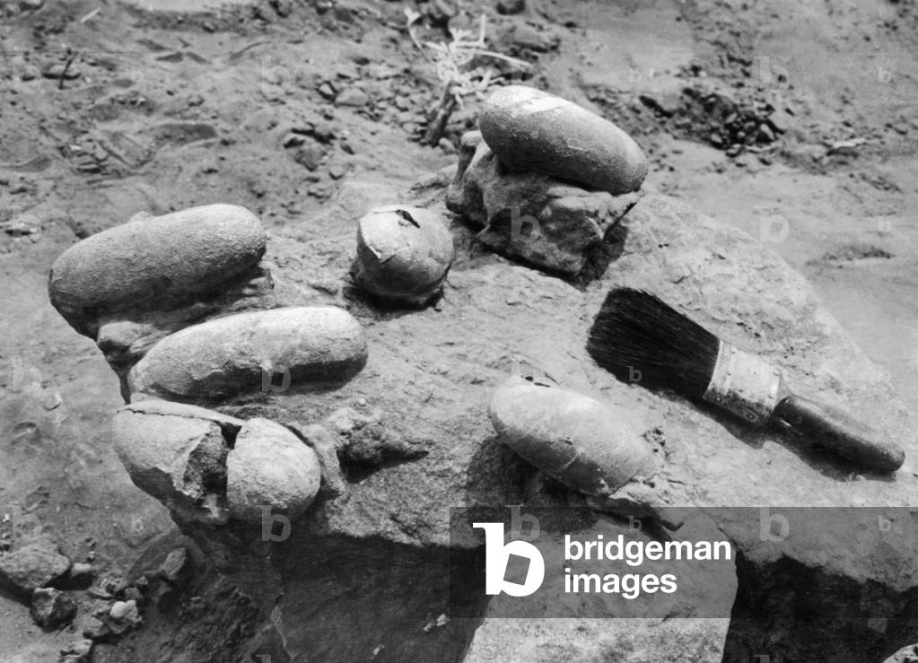 Dinosaur eggs, 1923