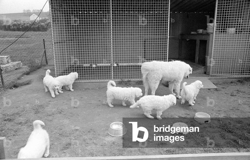 Little Kuvasz puppies, 1978 (b/w photo)
