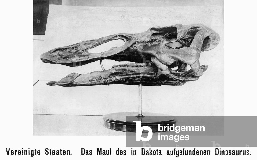 Mouth of a duck-billed dinosaur, 1903