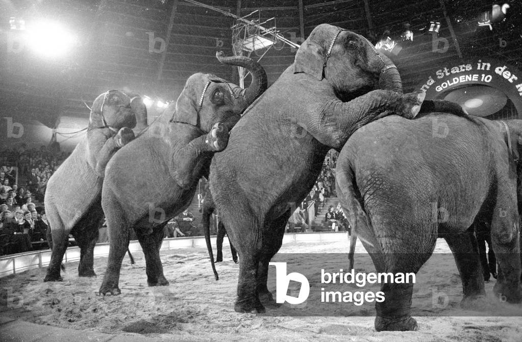 Elephant dressage in the show 