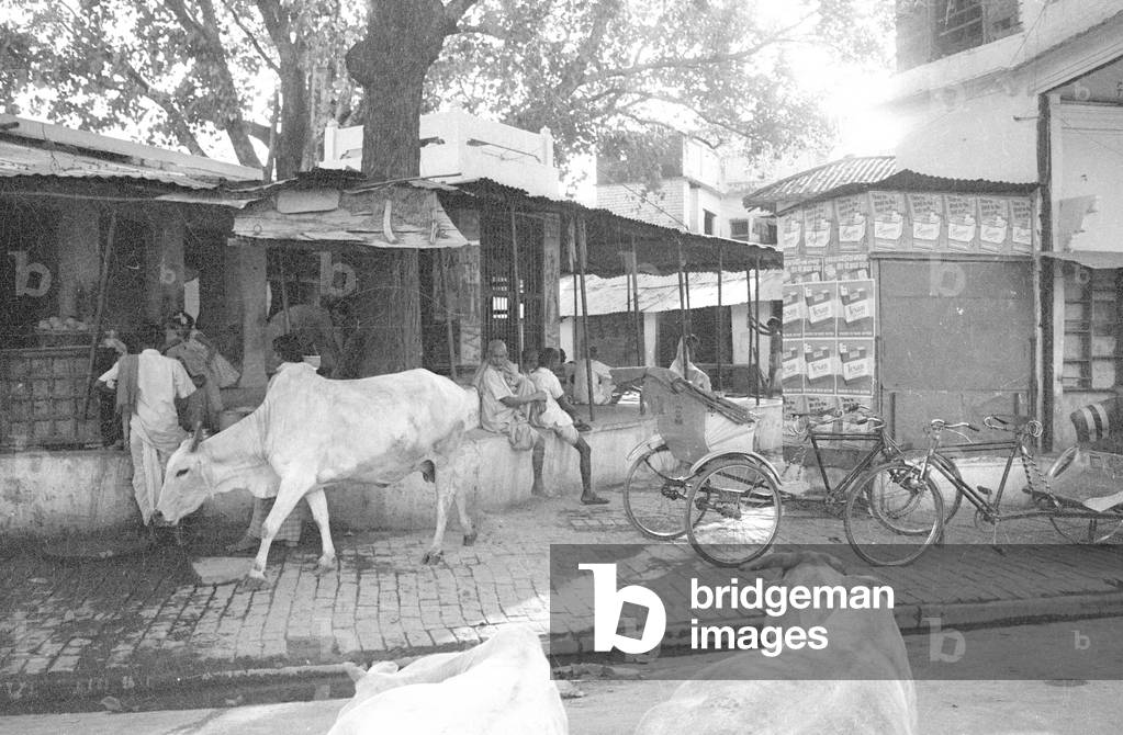 Cows on the street in Benares, 1966 (b/w photo)
