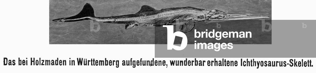Skeleton of an ichthyosaur, 1910