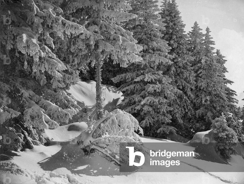 Winter forest, 1910 (b/w photo)