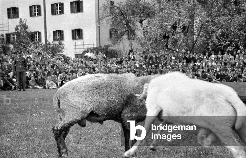 The Gauder Fest in Zell am Ziller, 1952 (b/w photo)