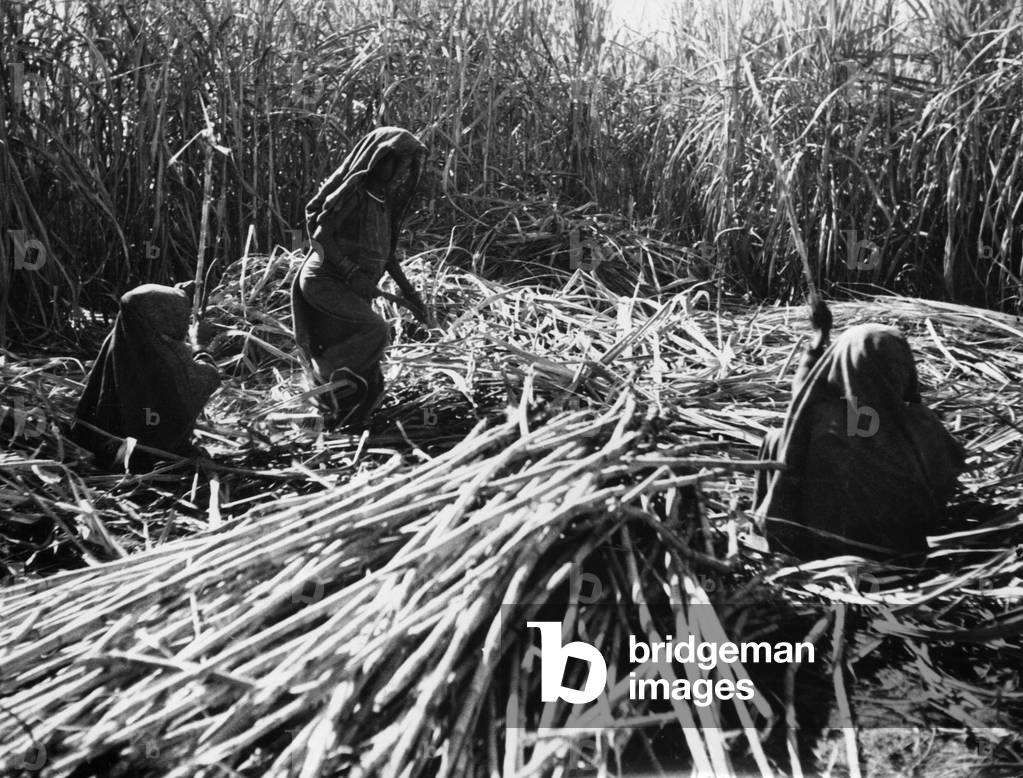 Sucarcane harvest in India, 1936 (b/w photo)