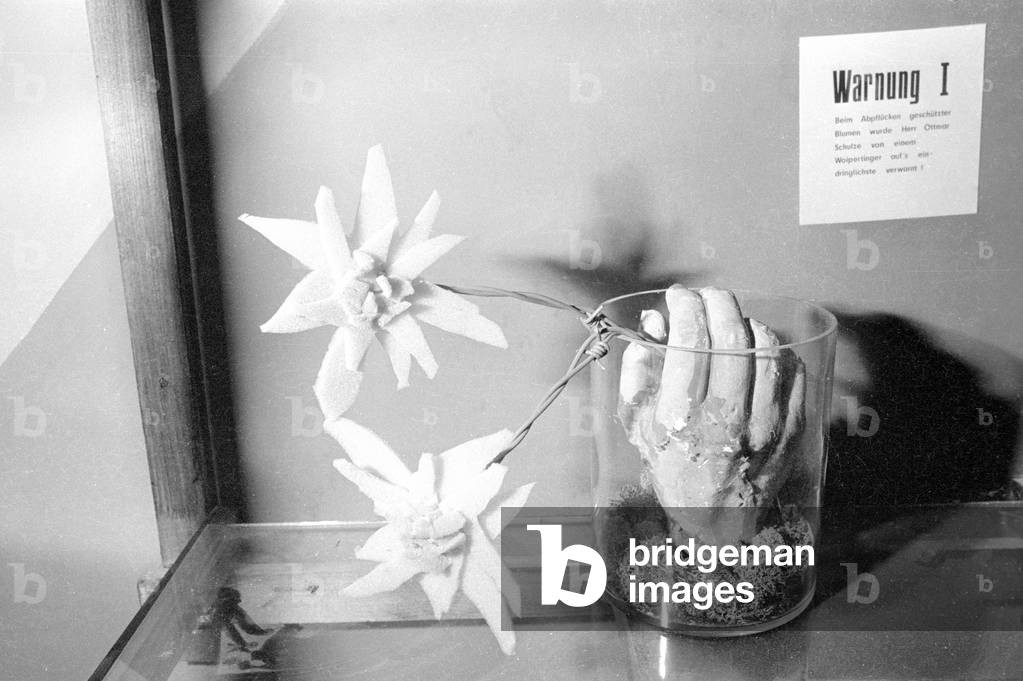 The Wolpertinger Museum, 1974 (b/w photo)