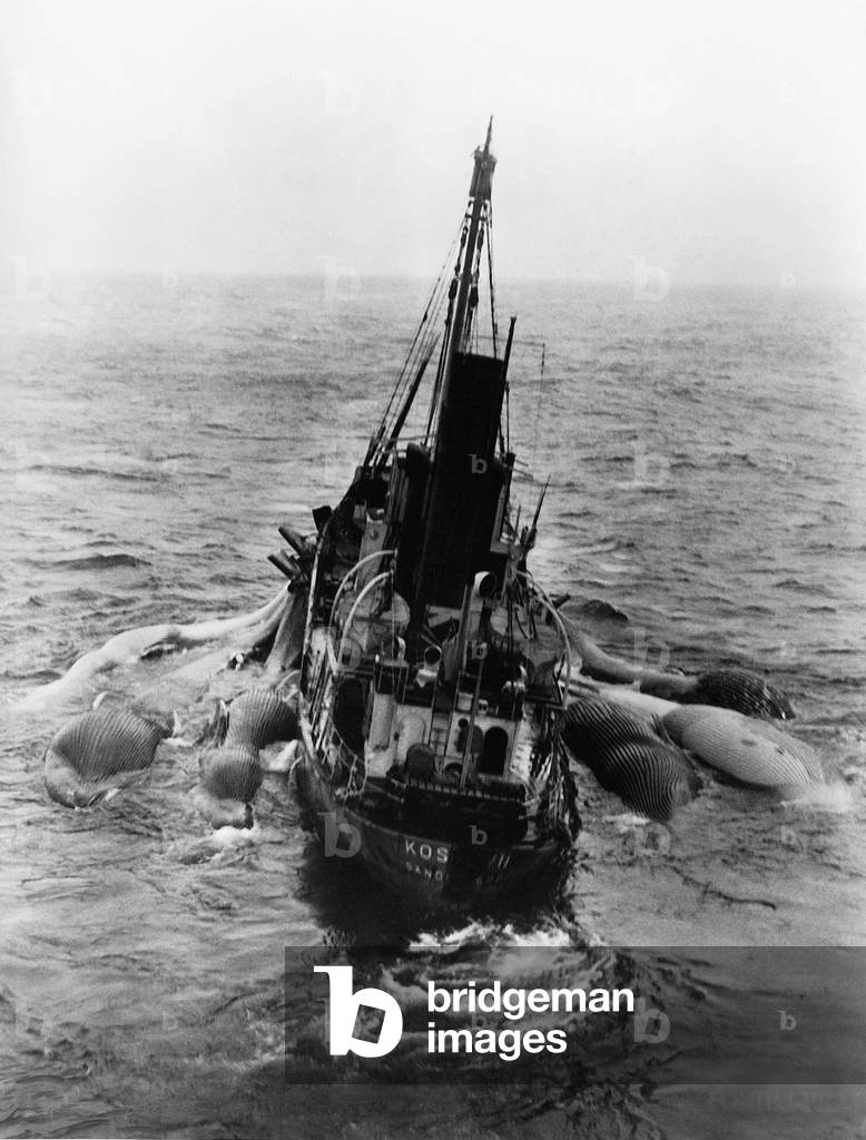 Whaling ship in 'Love - men - and harpoons', 1939 (b/w photo)