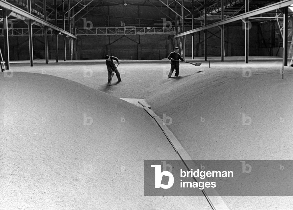Workers in a grain silo, 1930s (b/w photo)