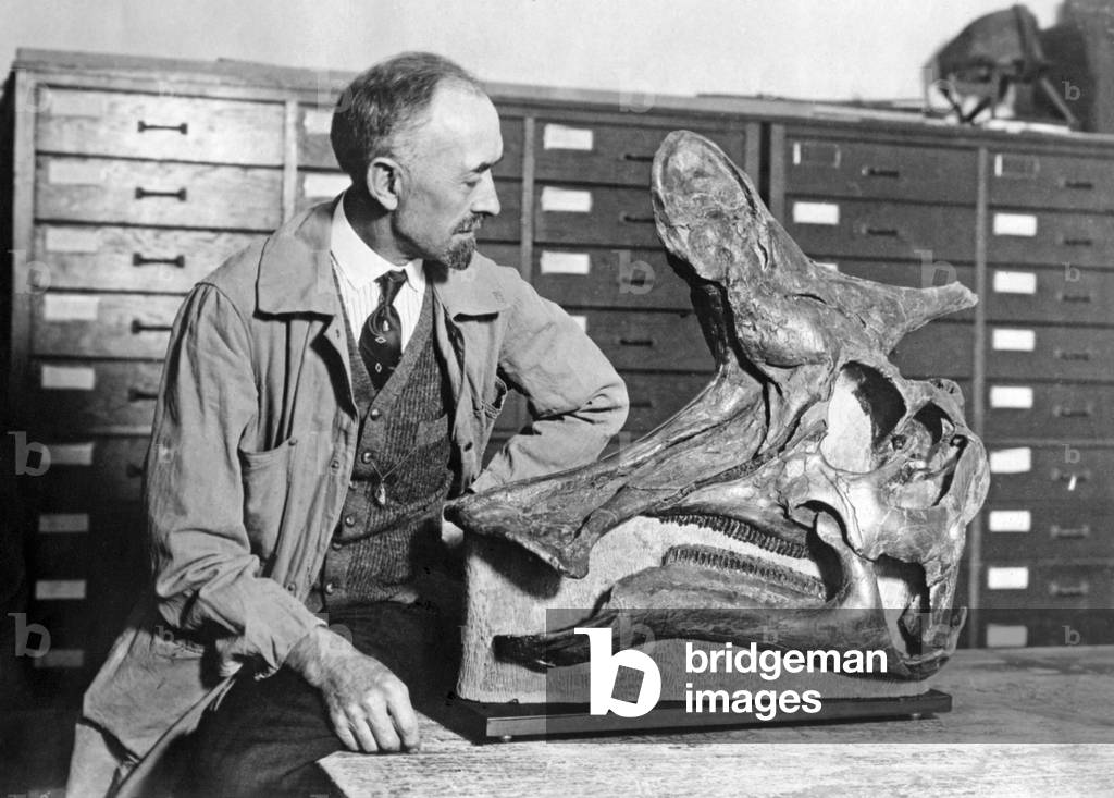 Skull of a hadrosaur, 1927