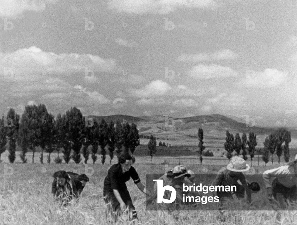 Women harvesting crop during the Spanish Civil War, 1939