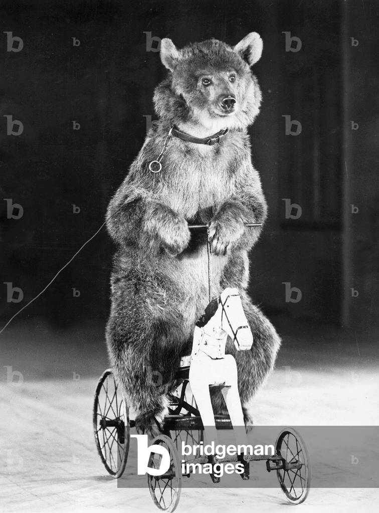 Circus bear rides a child's bike. 1928 (b/w photo)