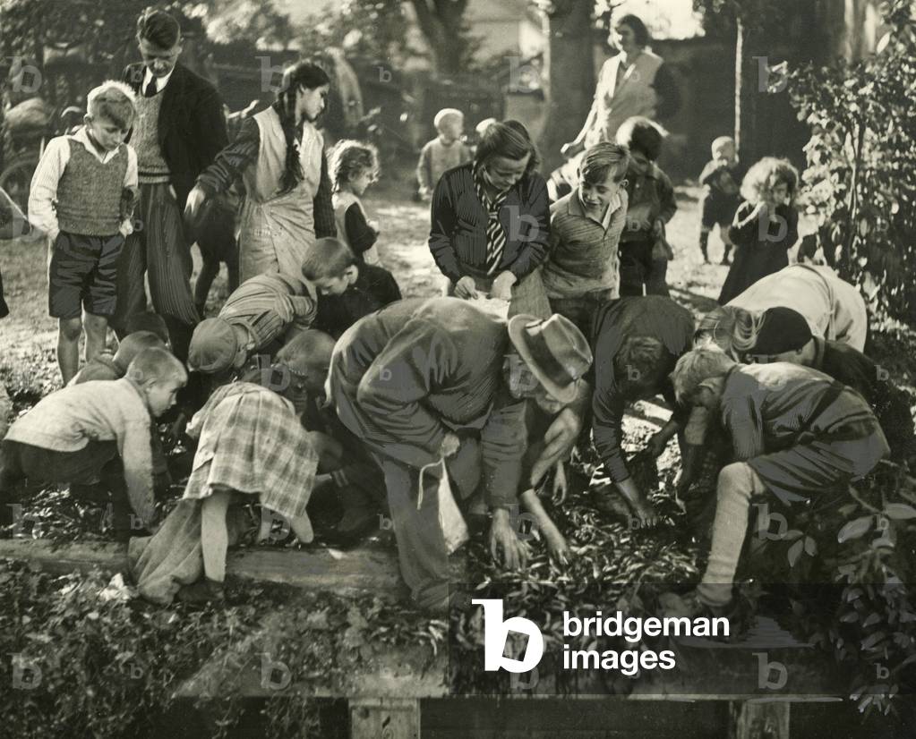 Fish gleaning, 1932