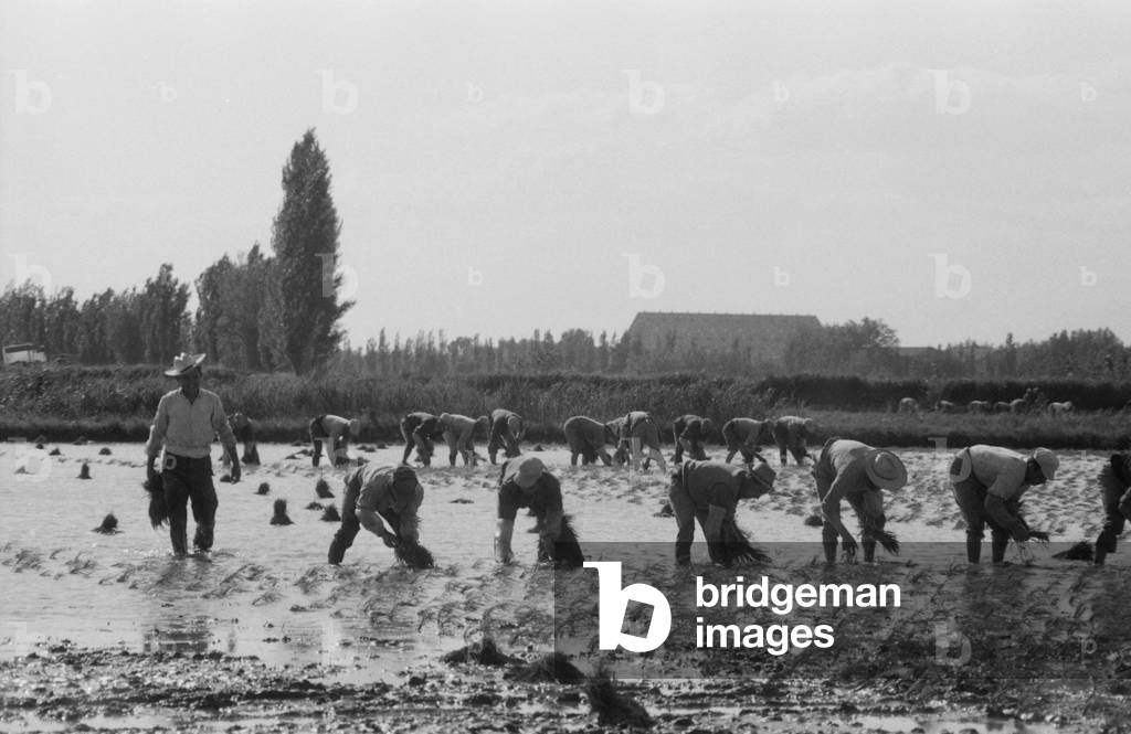 Saintes-Maries-de-la-Mer, 1963 (b/w photo)