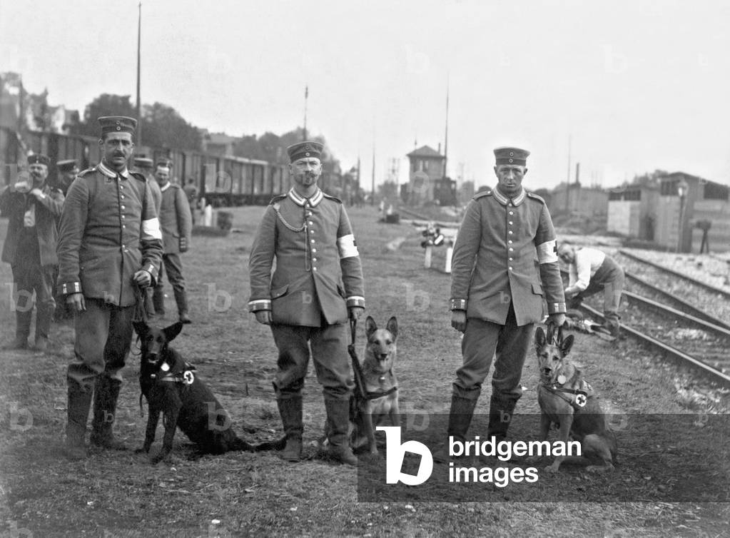 Combat medicals with dogs, 1914 (b/w photo)