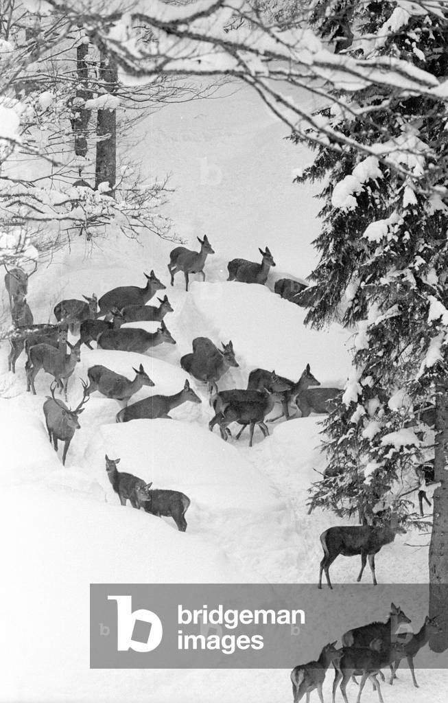 Wildlife feeding in Wildbad Kreuth, 1968 (b/w photo)