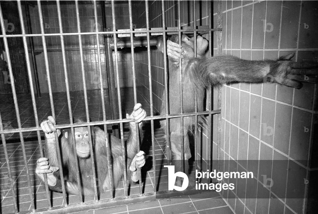 Orangutan, 1974 (b/w photo)