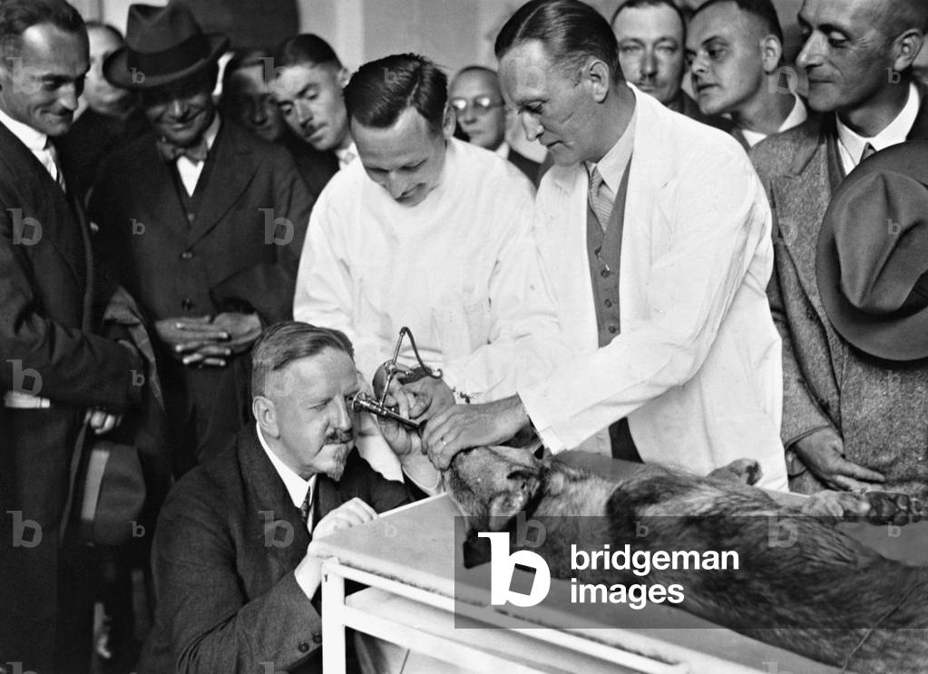 Examination of the stomach of a dog, 1931 (b/w photo)