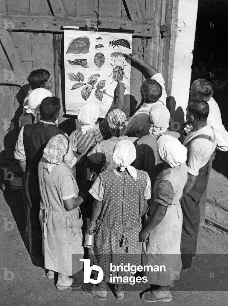 Colorado beetle control, 1935