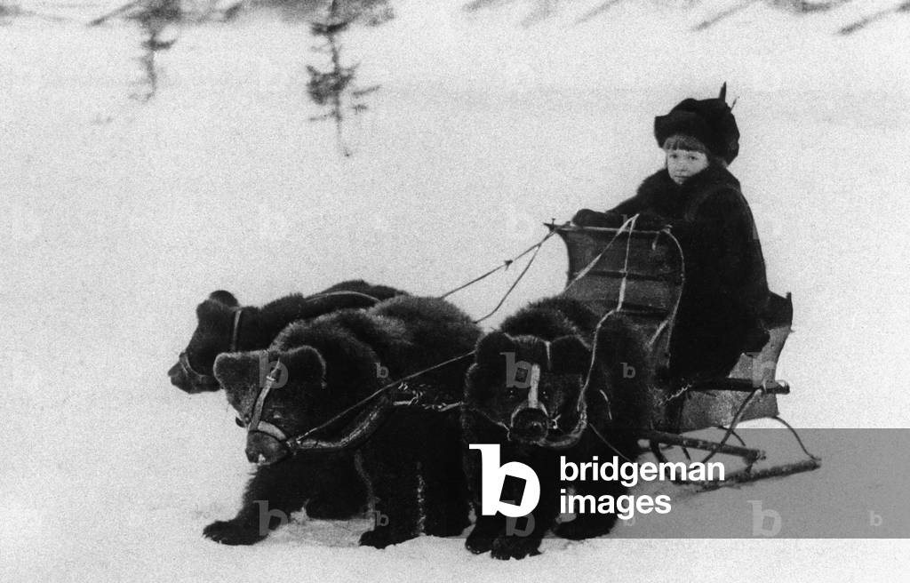 A team of tame young bears, 1912 (b/w photo)