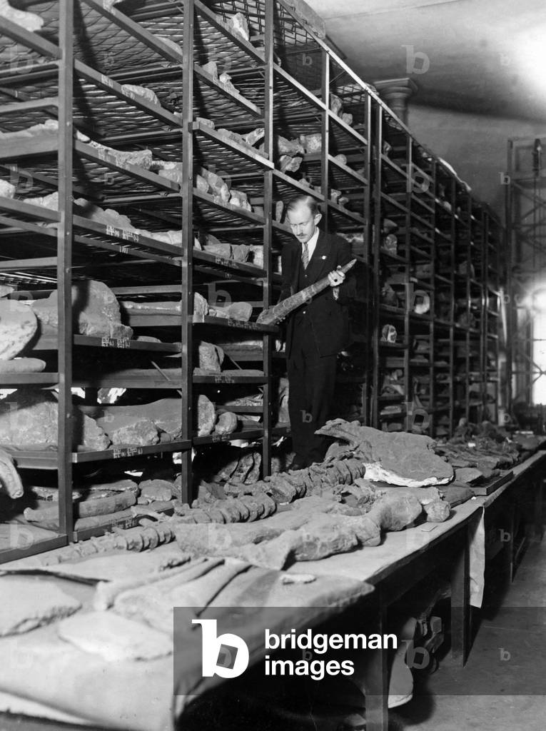 Skeletal parts of a stegosaurus, 1929