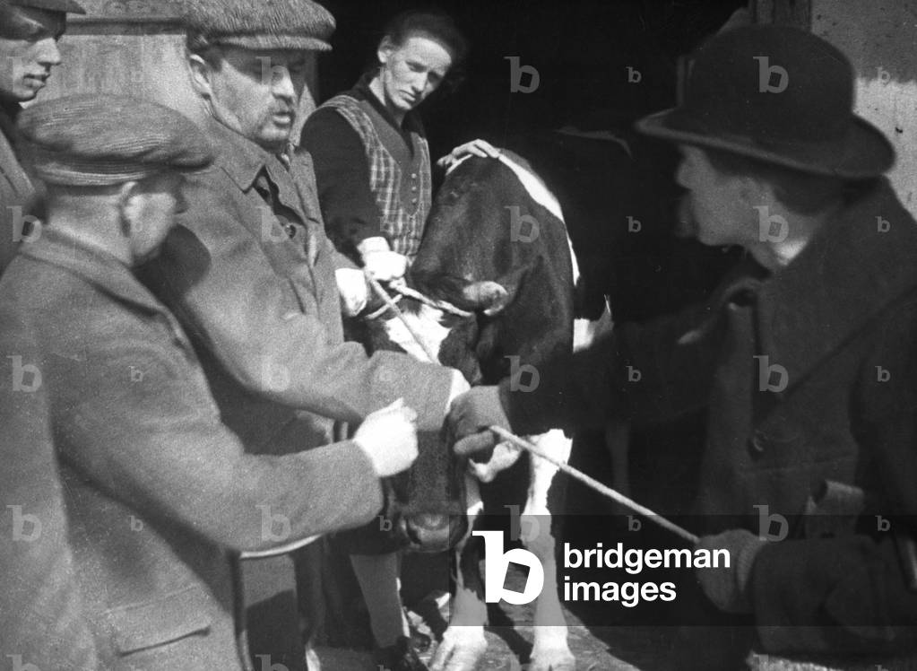 Distraint of a cow, 1929