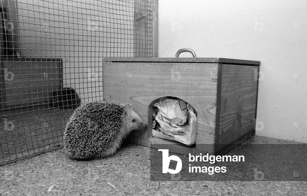 Hedgehogs in a hedgehog rescue center, 1978 (b/w photo)