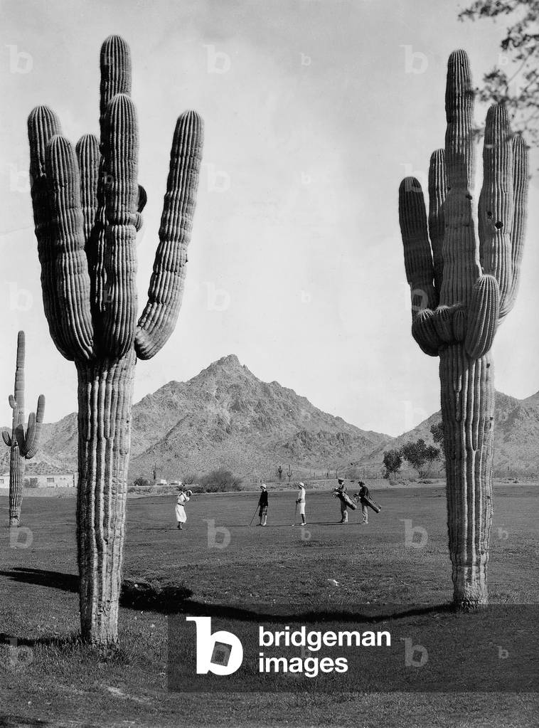 Saguaro cacti on a golf course in Arizona, 1930 (b/w photo)
