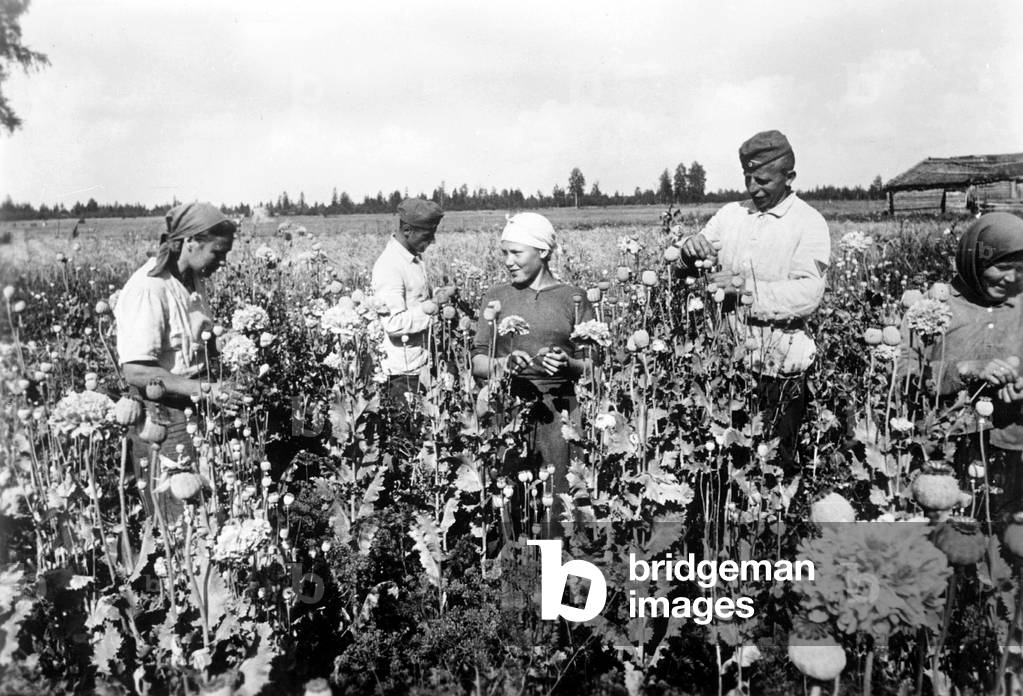 German soldiers with a peasant woman during field work behind the Eastern Front, 1942 (b/w photo)